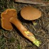 Chalciporus piperatus, Pfefferröhrling